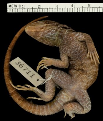 Media type: image;   Herpetology R-36711 Aspect: ventral